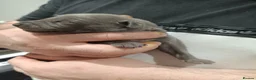 Whippet dogs for sale: KC Registered Whippet Puppies - Advert 6