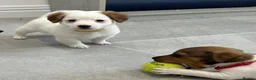 Jack Russell dogs for sale: Traditional mini Jack Russell puppes in Skegness - Advert 8