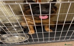German Shepherd dogs for sale: germen Shepard  - Image 4