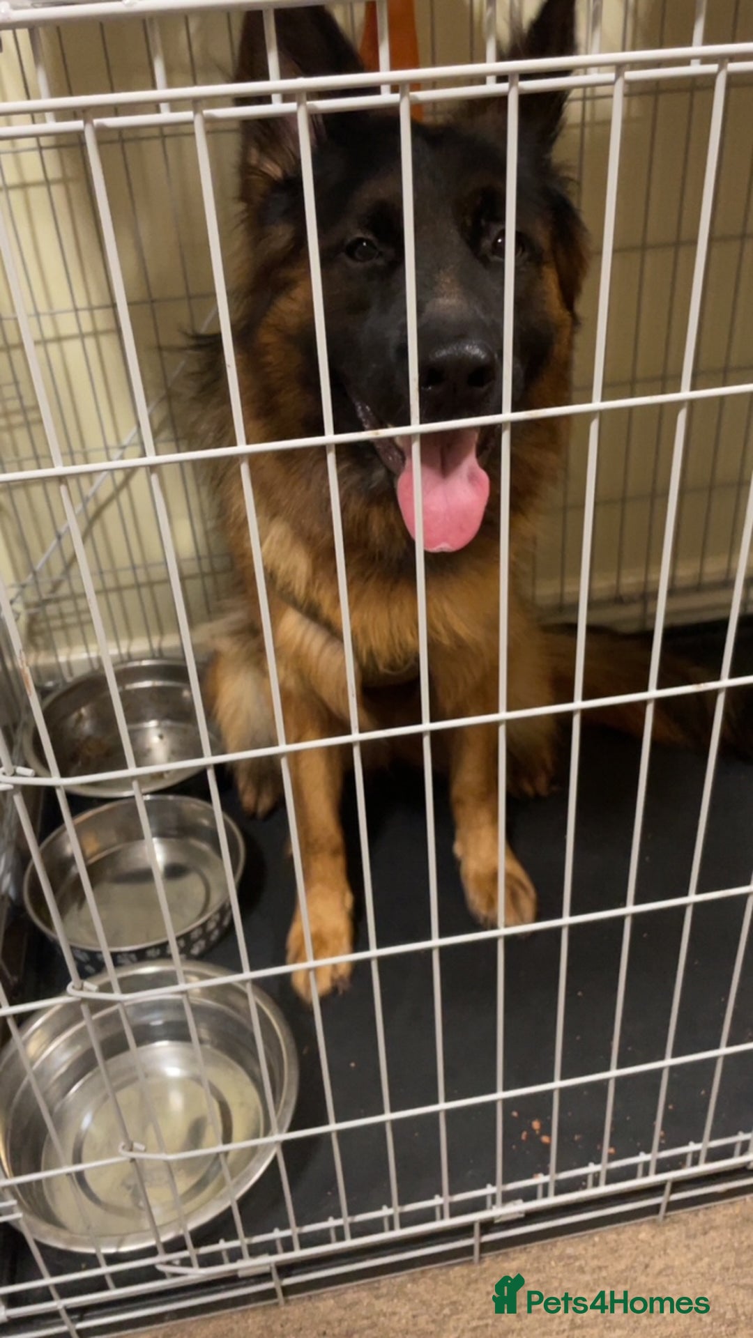 German Shepherd dogs for sale: germen Shepard  - Image 4