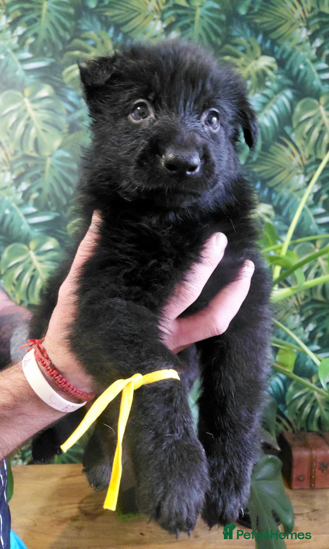 German Shepherd dogs for sale: German shepherd puppies - Advert 11