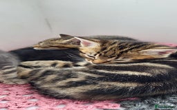 Mixed Breed cats for sale: Mixed breed, both female, ready to go now! - Image 2