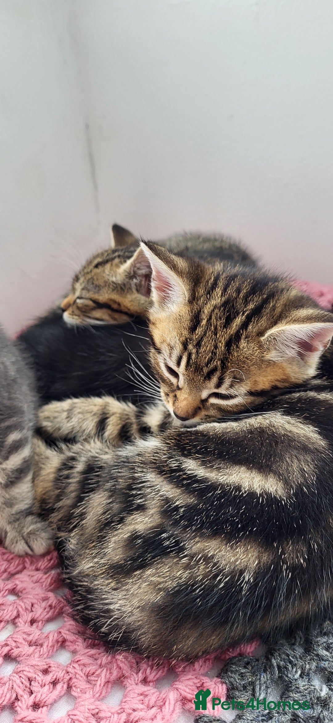 Mixed Breed cats for sale: Mixed breed, both female, ready to go now! - Image 2