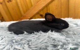 Netherland Dwarf rabbits for sale: Netherland Dwarf Rabbits For Sale - Image 4