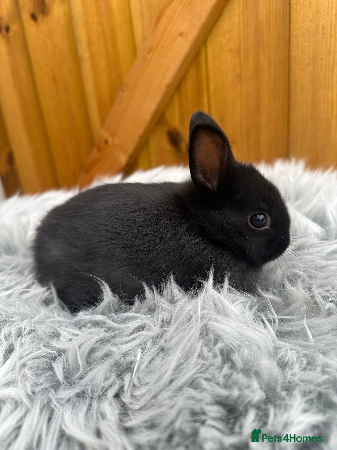 Netherland Dwarf rabbits for sale: Netherland Dwarf Rabbits For Sale - Image 4