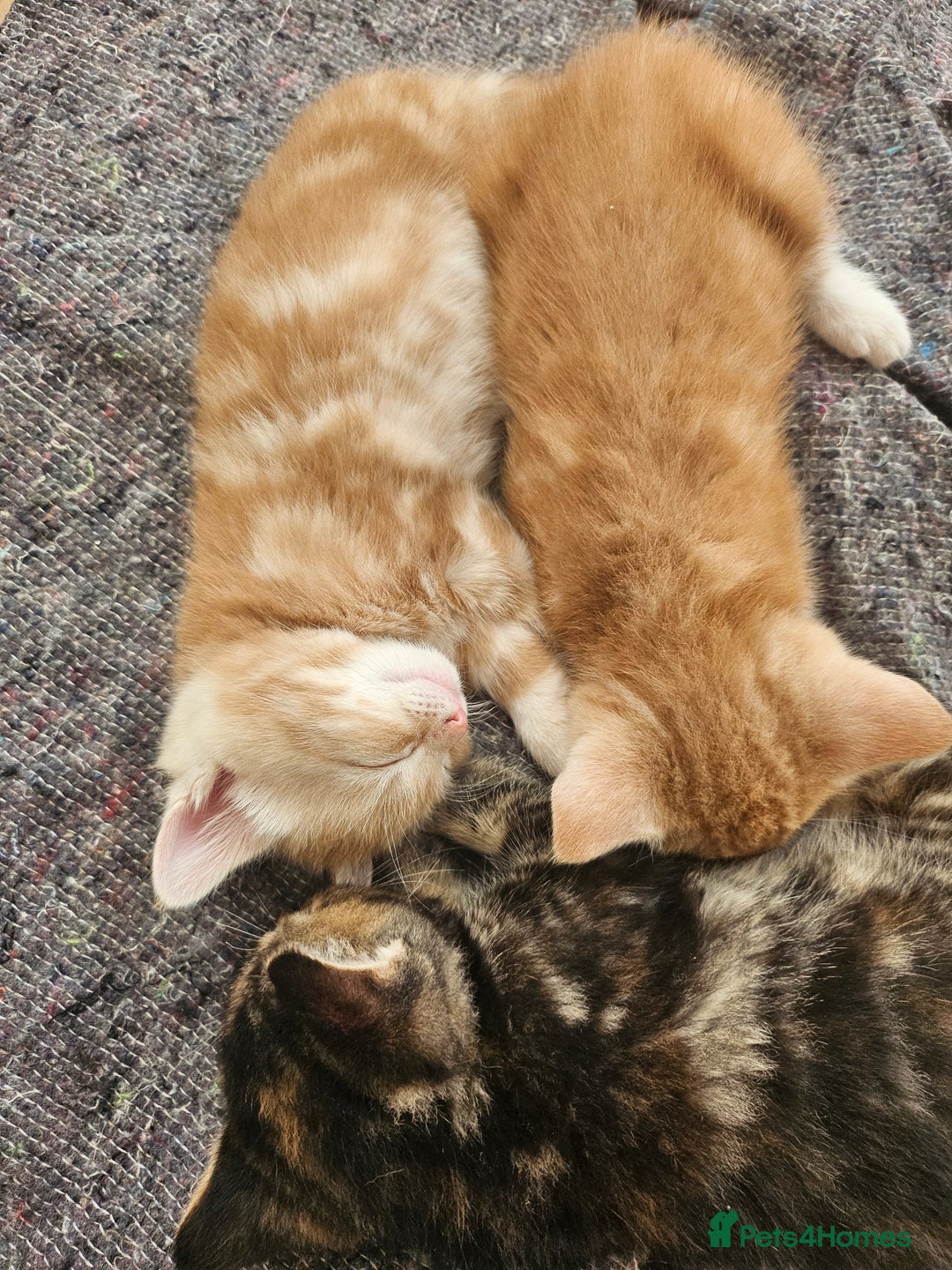 Mixed Breed cats for sale: Georous ginger female tabbies, grey tabby, torties - Advert 5