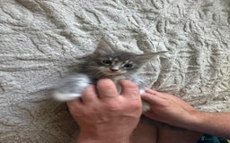 Maine Coon cats for sale: Gorgeous maine coon kittens  - Image 4
