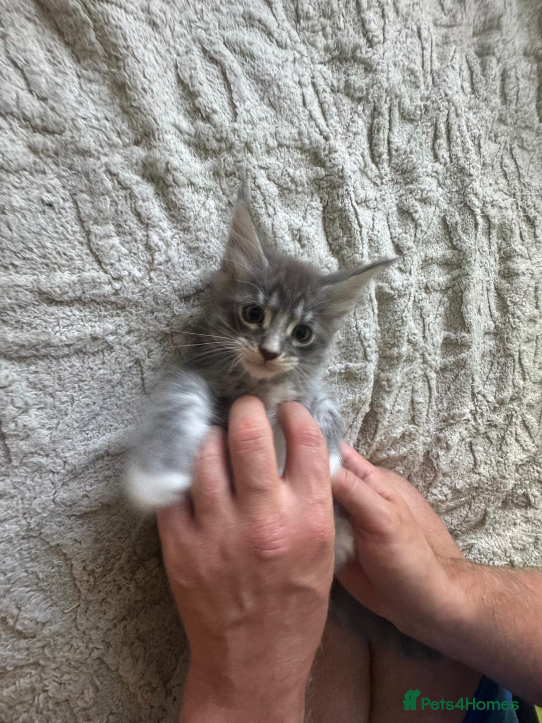 Maine Coon cats for sale: Gorgeous maine coon kittens  - Image 4