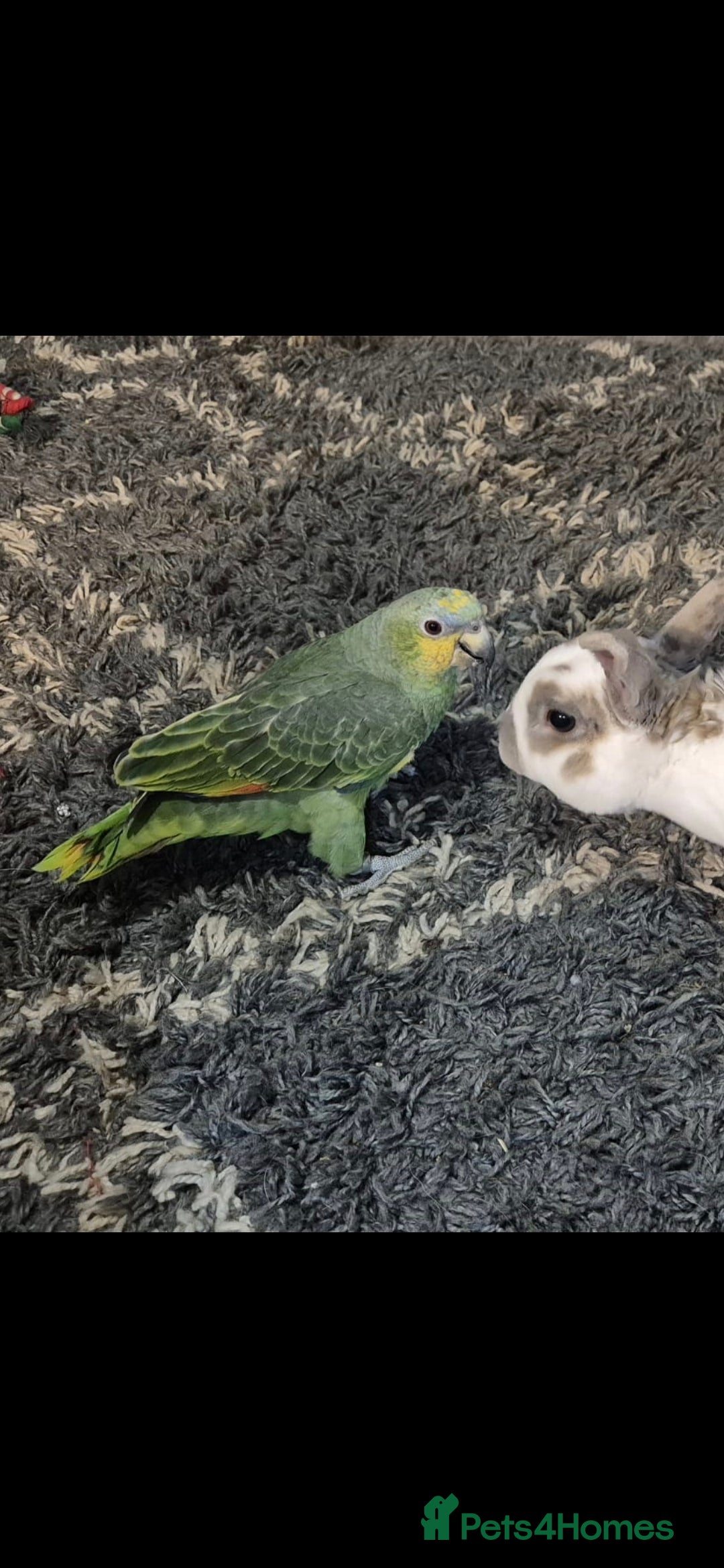 Parrots birds for sale: Beautiful Amazon parrot - Advert 1