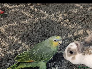 Parrots birds Beautiful Amazon parrot - Advert 1