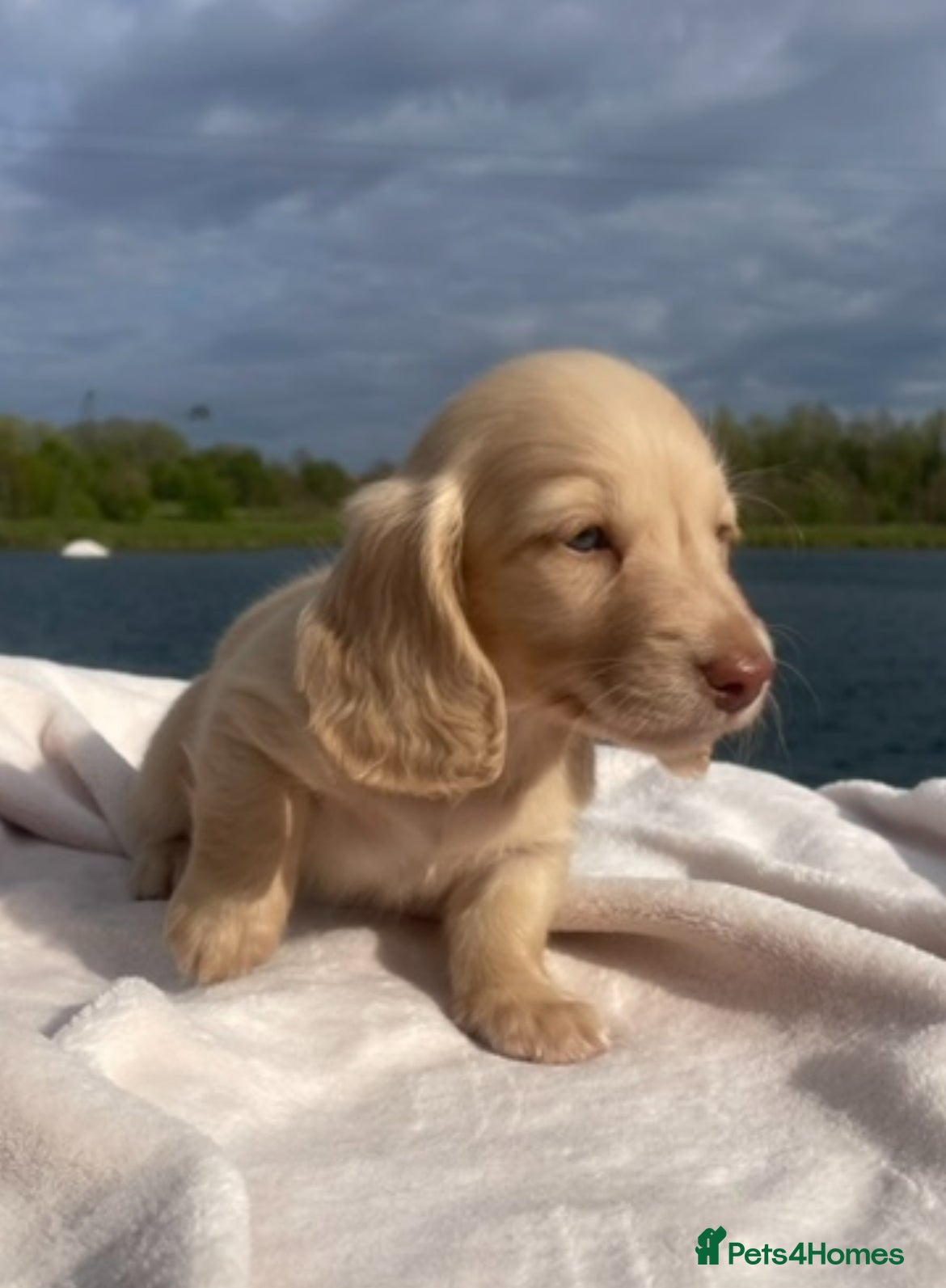 Miniature Dachshund dogs Chocolate based ee L/H Miniature Dachshund - Advert 1