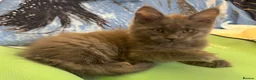 Maine Coon cats for sale: Large female Maine Coon kittens  - Advert 9