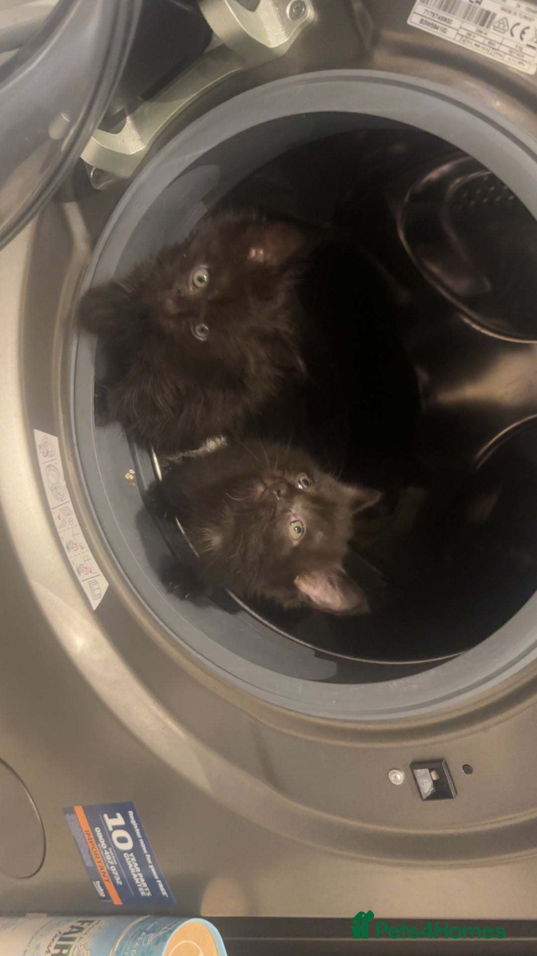 Domestic Shorthair cats for sale: Fluffy black kittens  - Image 9