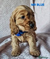 Cocker Spaniel dogs Stunning! Golden Kc Show Type Cocker Spaniels. - Advert 6