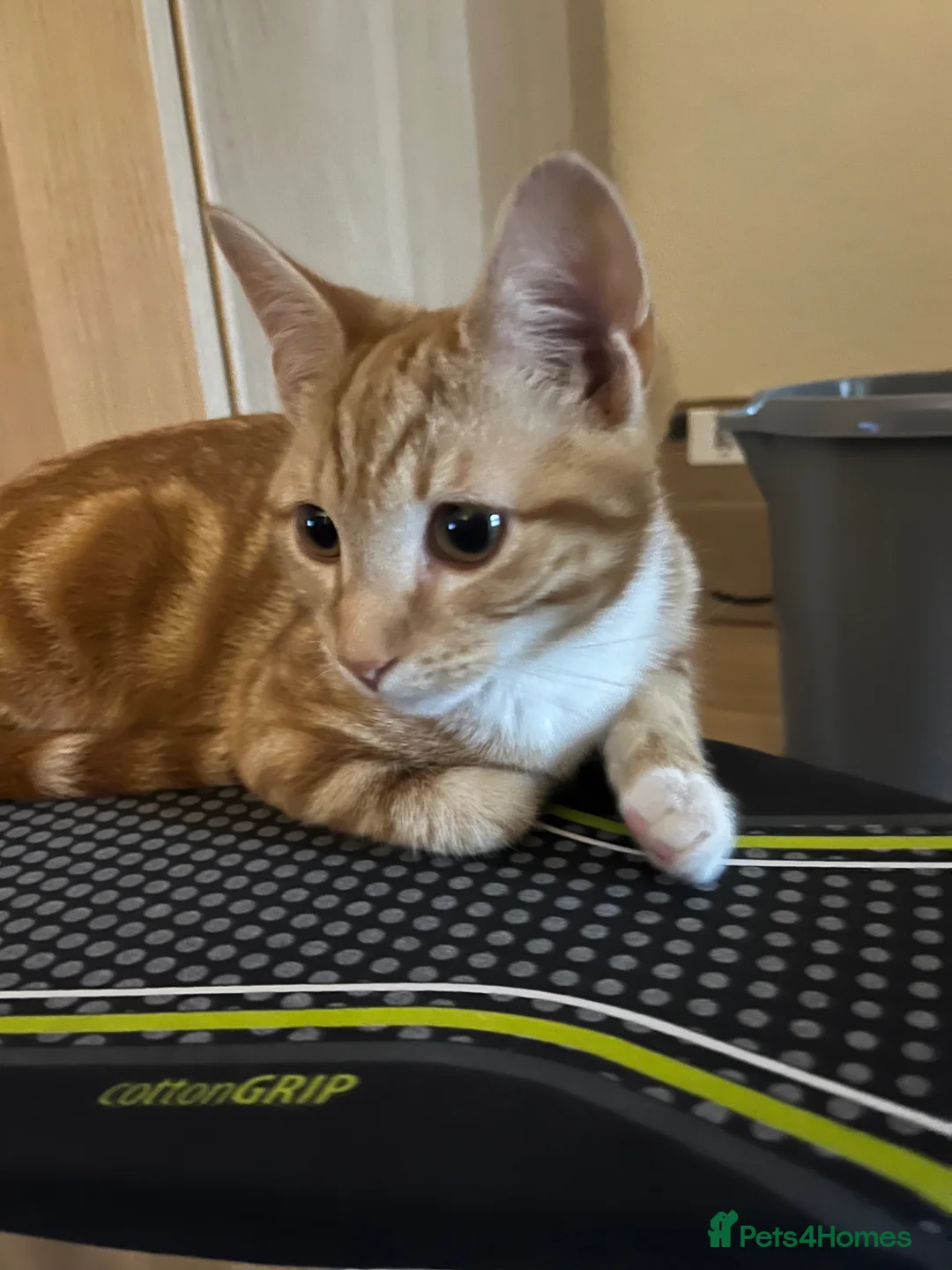 Mixed Breed cats for sale: Ginger five month old Kittens in Oakham - Advert 5