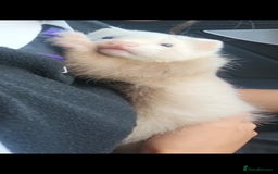 Ferret rodents for sale: Ferret Hob looking for a new home - Image 4