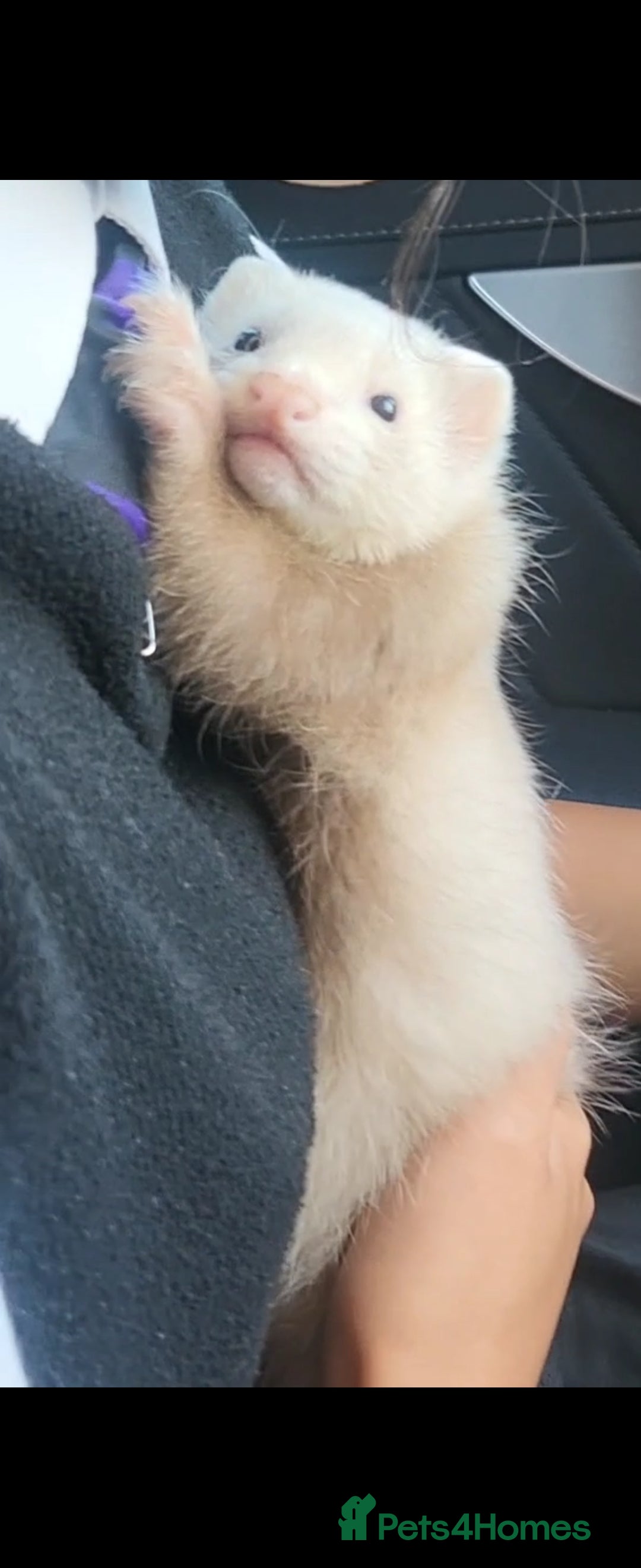 Ferret rodents for sale: Ferret Hob looking for a new home - Image 4