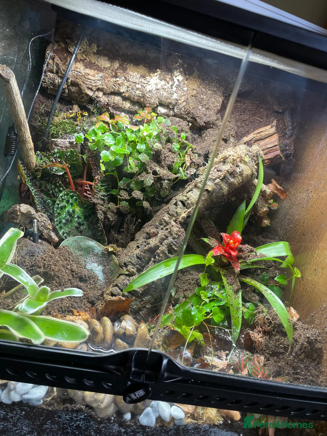 Frog reptiles for sale: 3 bumblebee dart frogs  in March - Advert 2