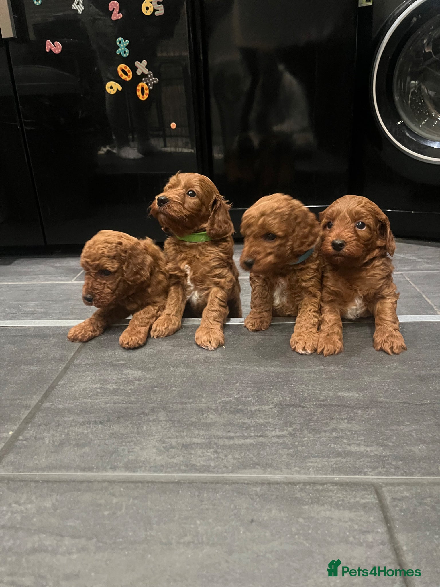 Cockapoo dogs  Beautiful Fox Red Cockapoo Puppies - Advert 2