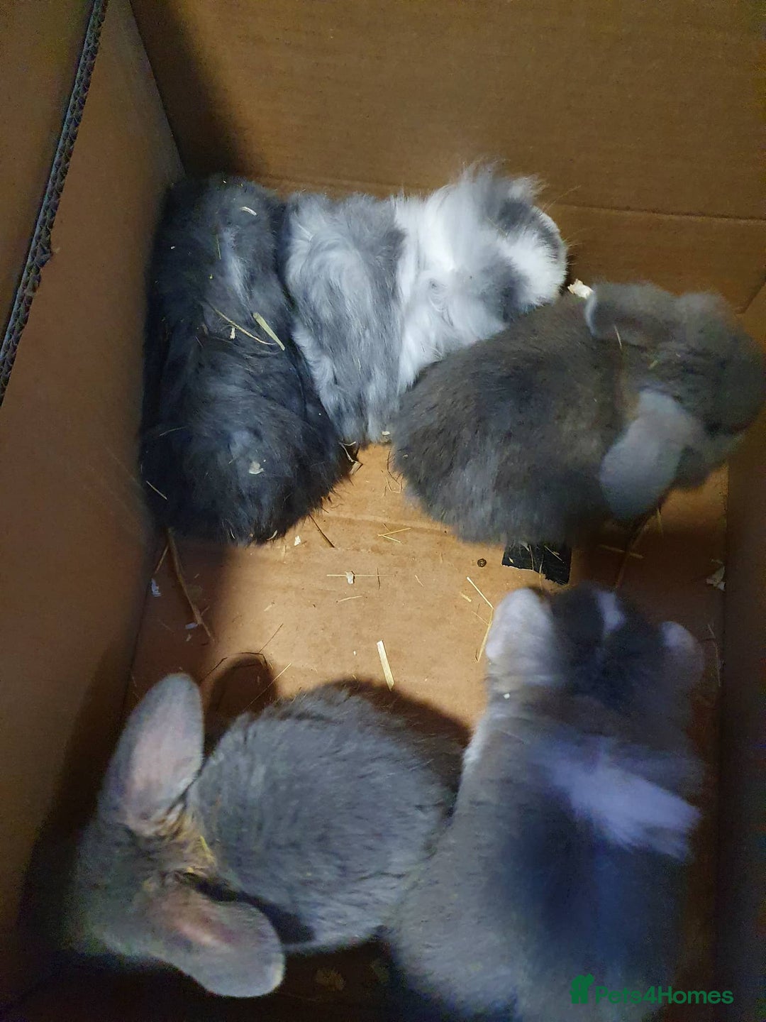 Mixed Breed rabbits for sale: Lion Head x Vienna Lop - Advert 3