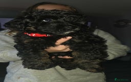Cockapoo dogs for sale: Beautiful f1b cockapoo puppies  - Image 2