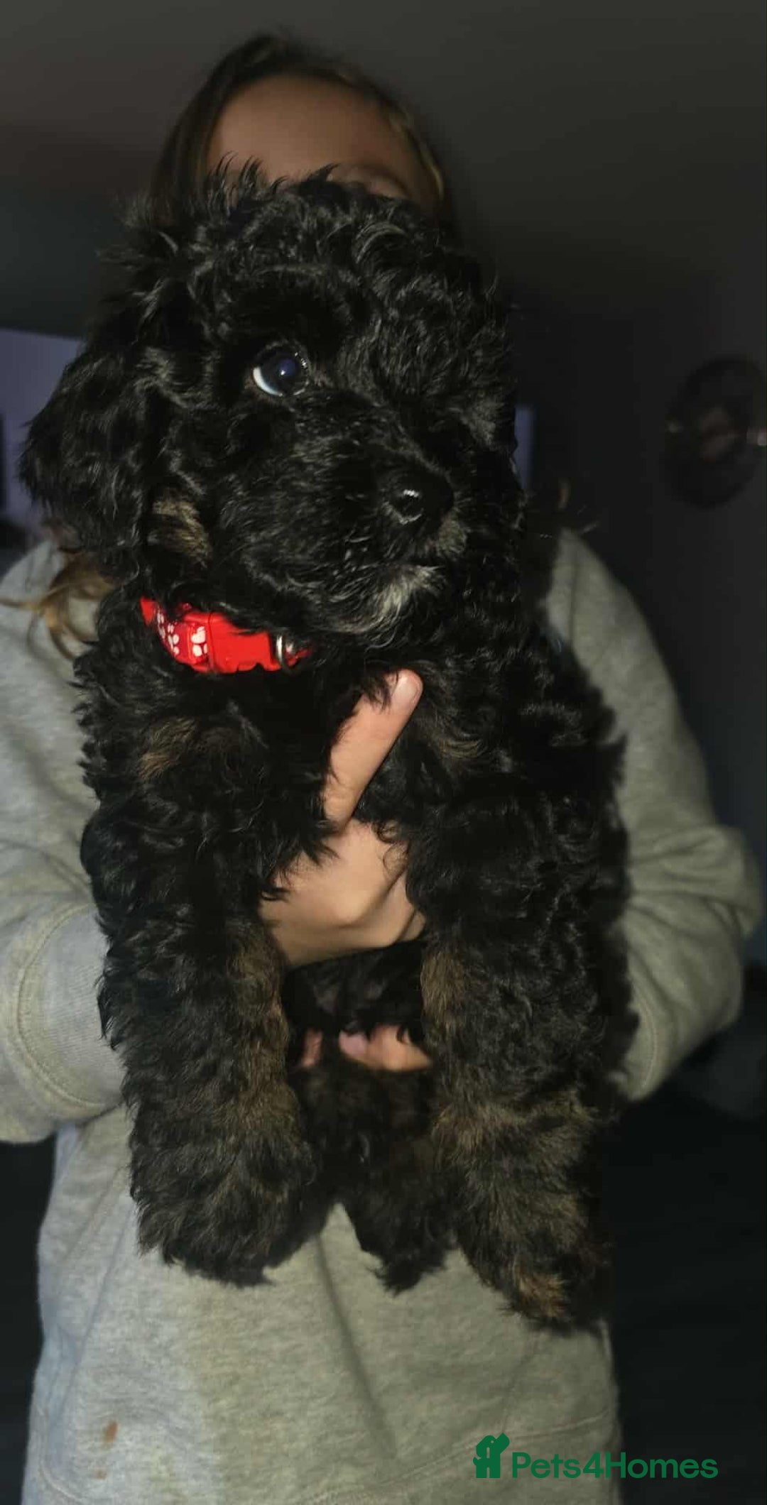 Cockapoo dogs for sale: Beautiful f1b cockapoo puppies  - Image 2