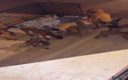 Belgian Shepherd Dog dogs for sale: 9 Belgian malinois  - Image 5