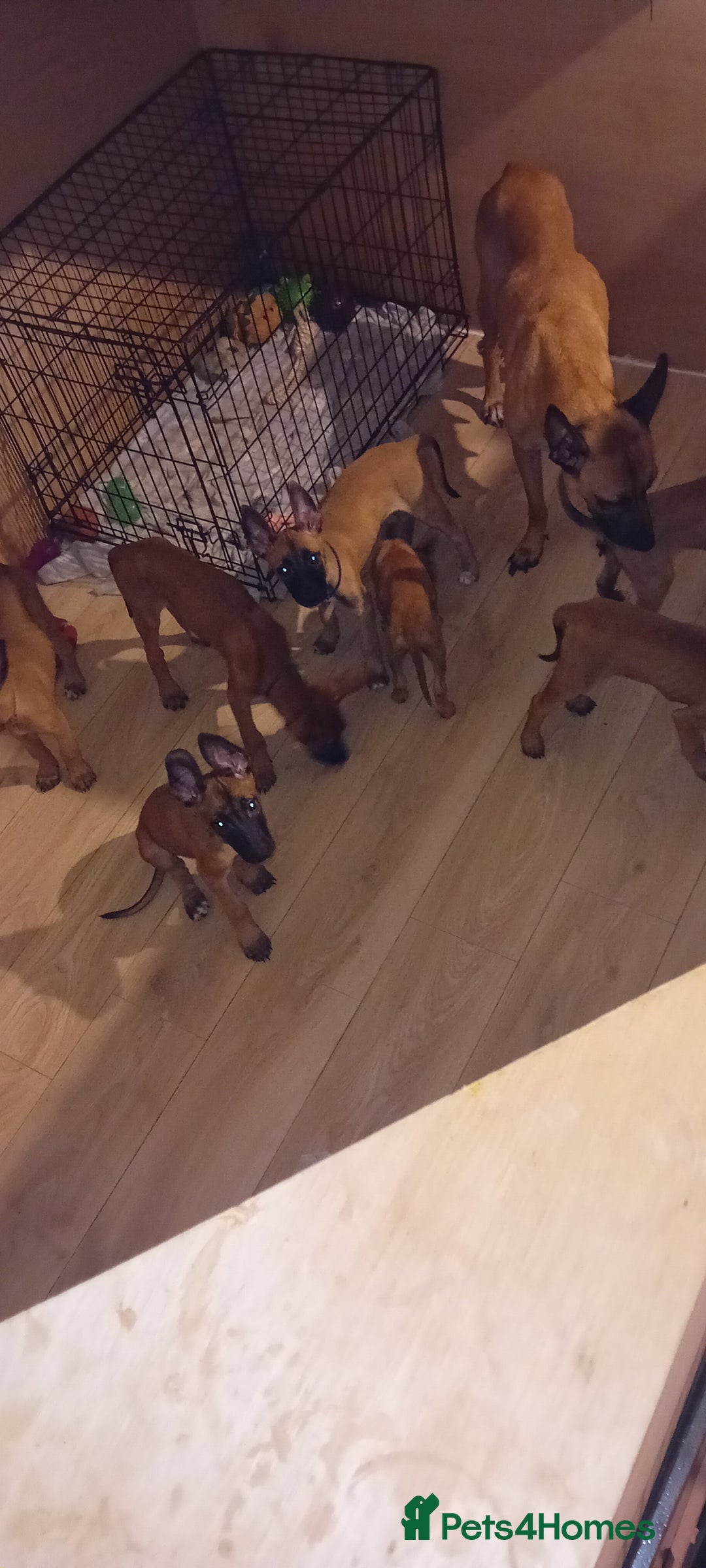 Belgian Shepherd Dog dogs for sale: 9 Belgian malinois  - Image 5