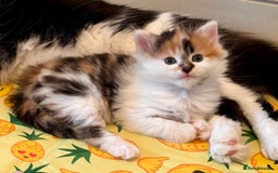 Mixed Breed cats for sale: 5 perfect kittens available  - Image 1