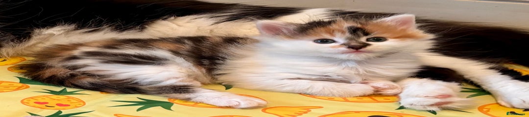 Mixed Breed Kitten 3