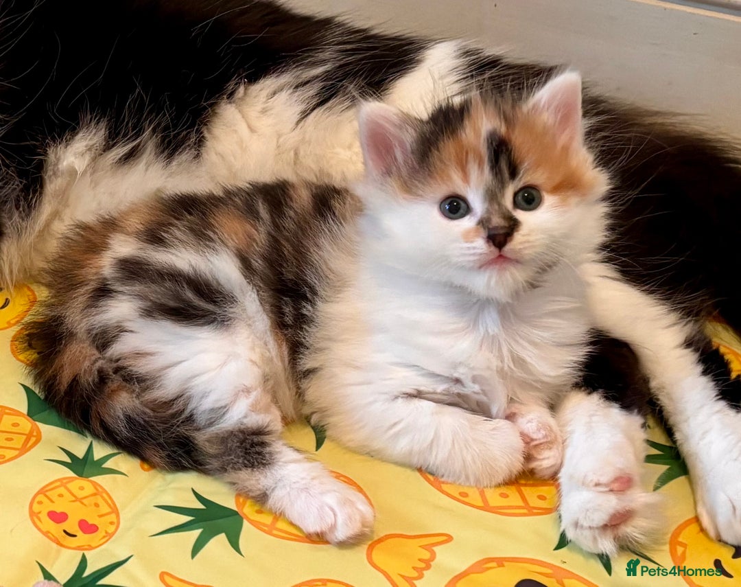 Mixed Breed cats for sale: 5 perfect kittens available  - Image 1