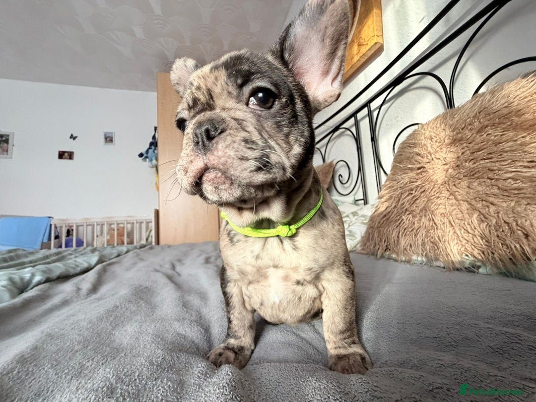 French Bulldog dogs for sale: Adorable French Bulldog puppies  - Advert 17