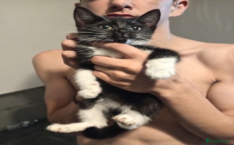 Domestic Shorthair cats - Advert 1