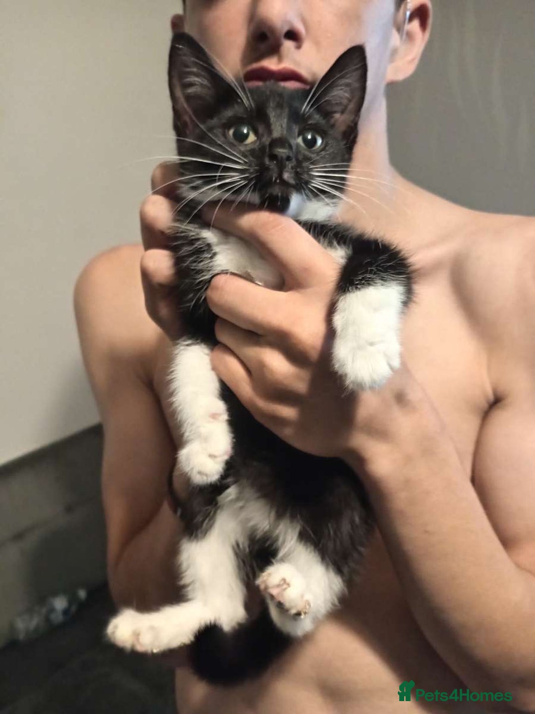 Domestic Shorthair cats for sale: Two kittens  - Image 1