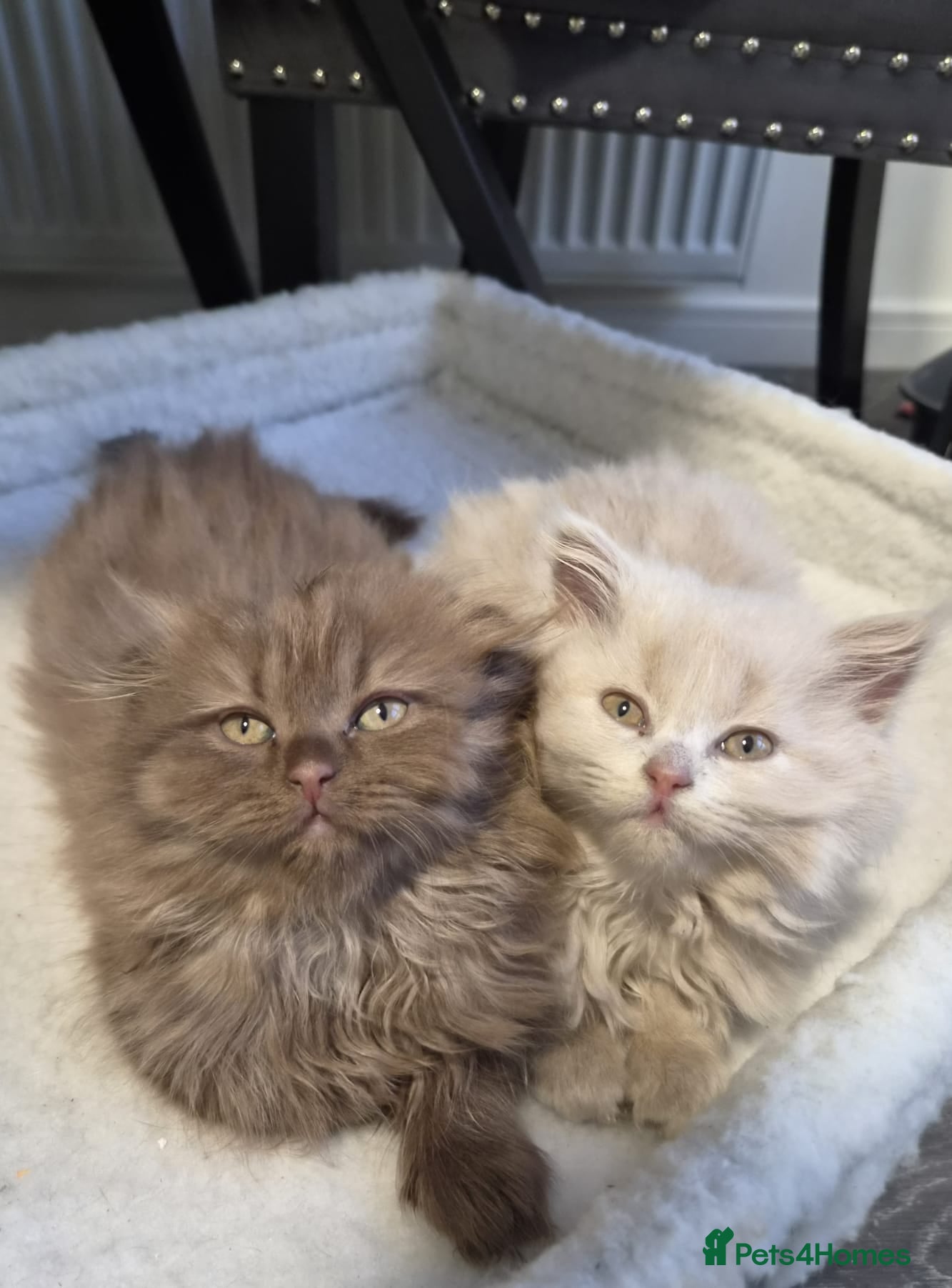 Scottish Fold cats Scottish fold and stright. Playful last 2 females  - Advert 1