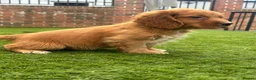 Cockerdor dogs for sale: 4 male cockerdor puppies for sale 🐾  - Advert 5