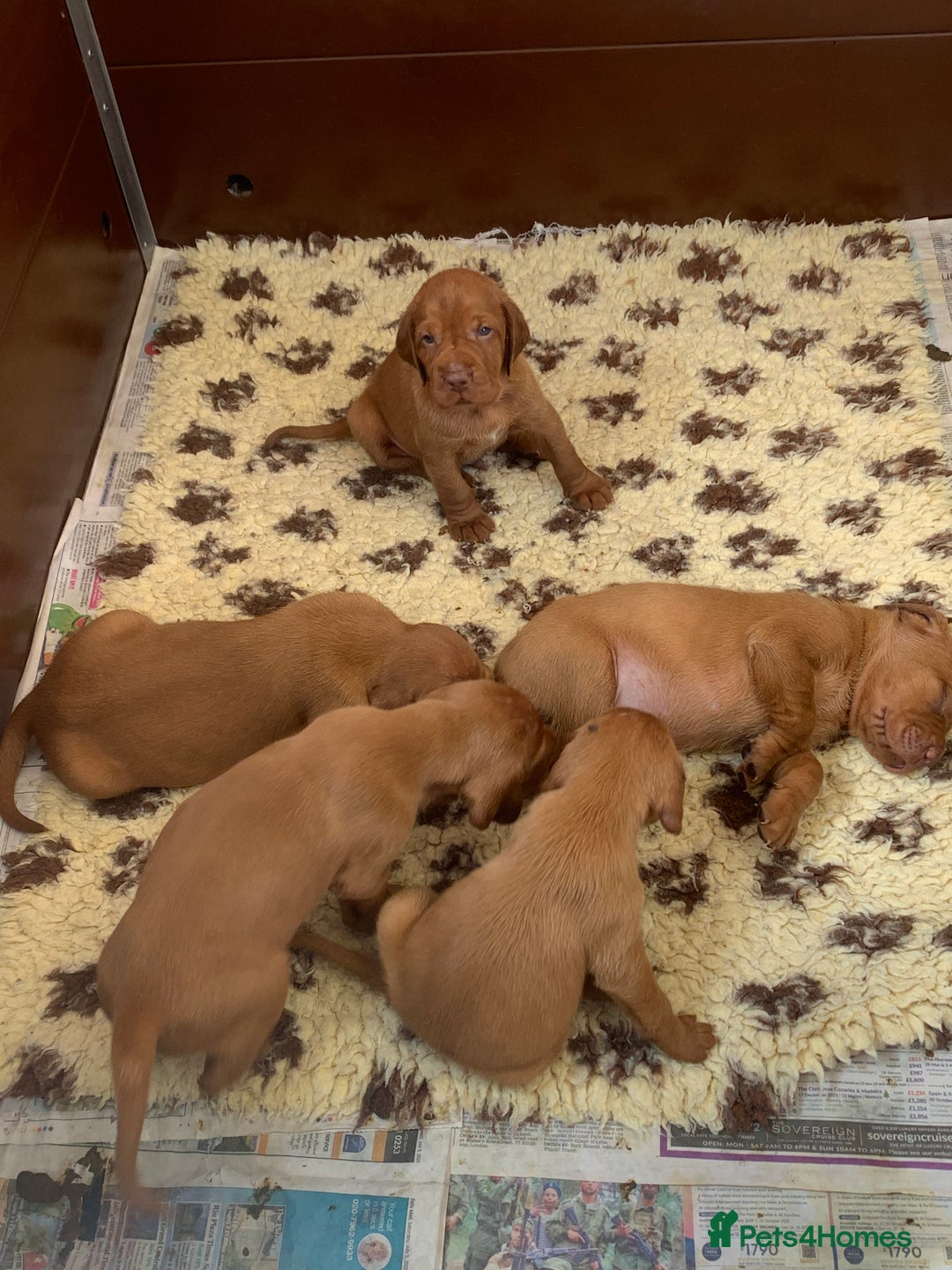 Hungarian Vizsla dogs for sale: Stunning Hungarian Vizsla Puppies  - Image 14