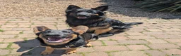 German Shepherd dogs for sale: 11 Beautiful German Shepherd Pups - Advert 18