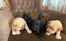 Cockapoo dogs for sale: cockapoo F1 - Image 17