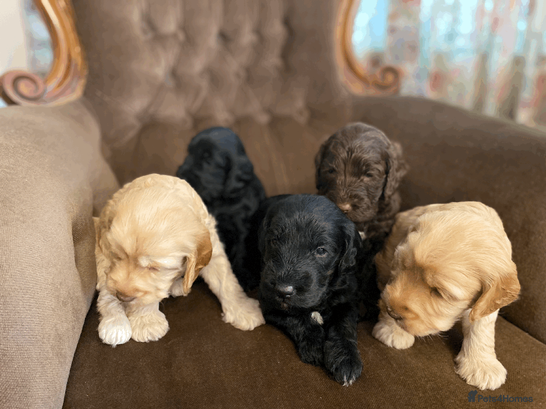 Cockapoo dogs for sale: cockapoo F1 - Image 17