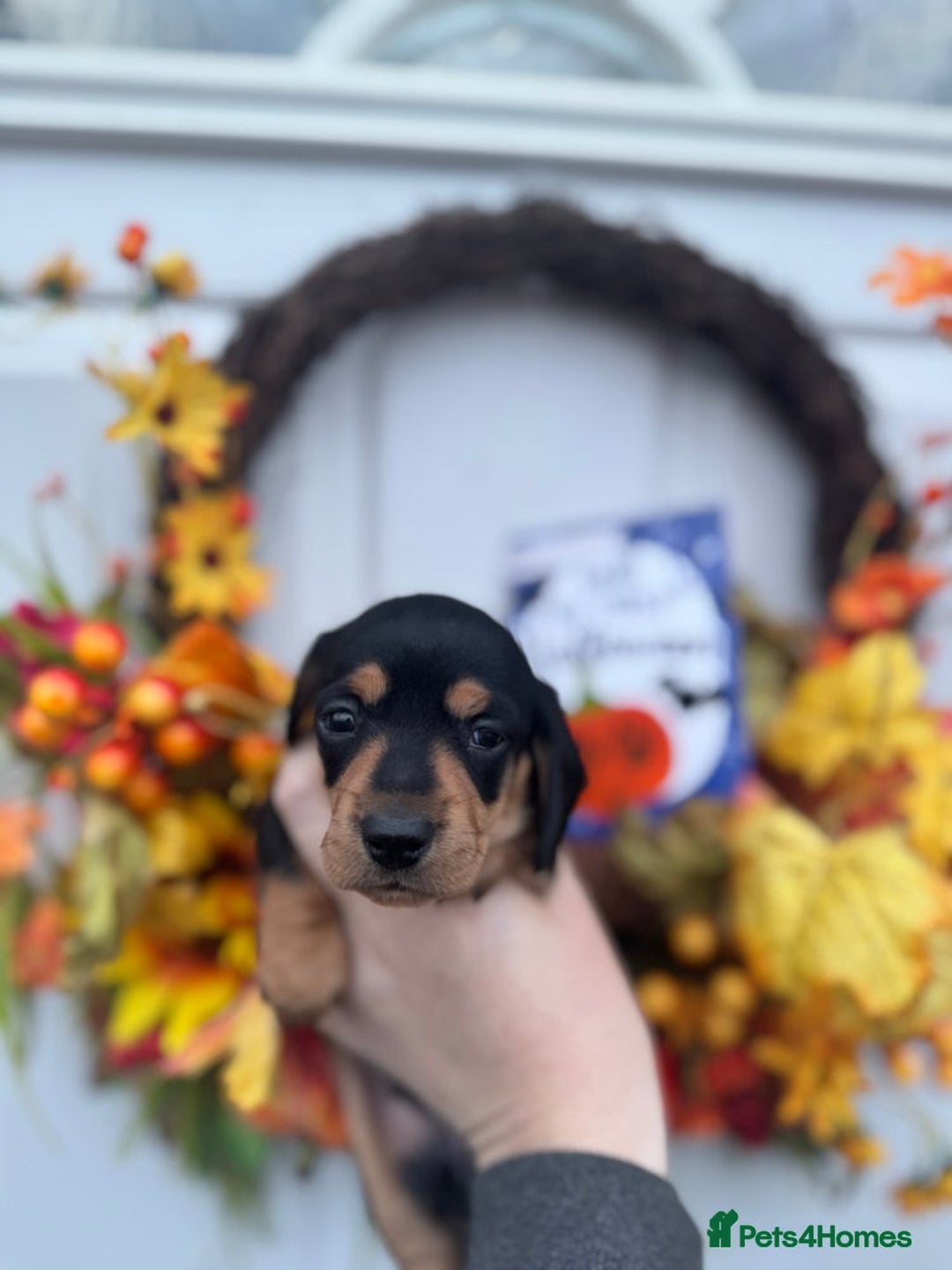Miniature Dachshund dogs for sale: 4 Stunning Minuature Daschunds!!  - Image 3