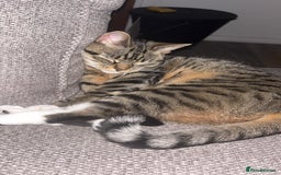 Bengal cats for sale: ✨ Loving Home Wanted for Beautiful Bengal-Tabby ✨ - Image 4