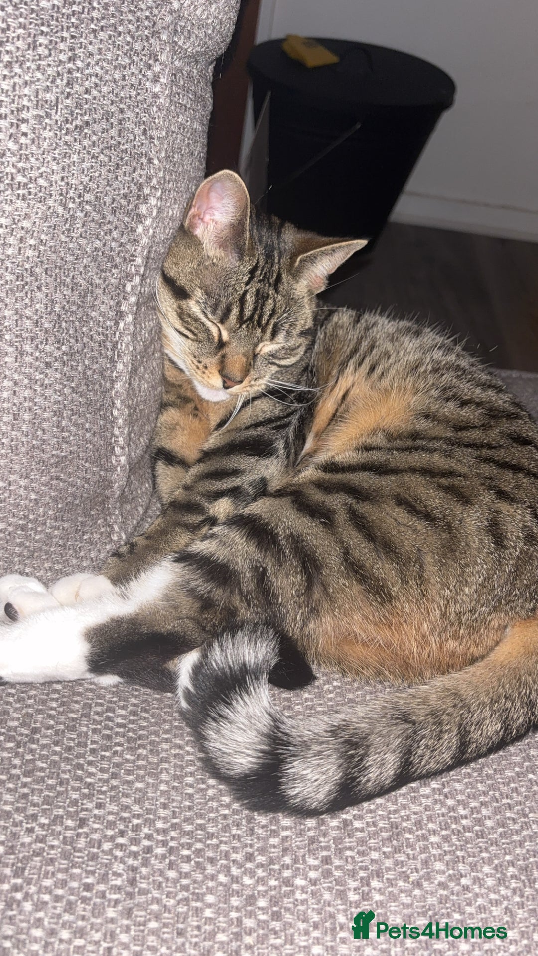 Bengal cats for sale: ✨ Loving Home Wanted for Beautiful Bengal-Tabby ✨ - Image 4