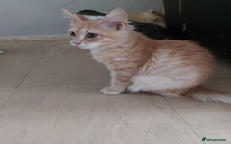 Maine Coon cats for sale: Maine coon x sphynx kittens - Image 25