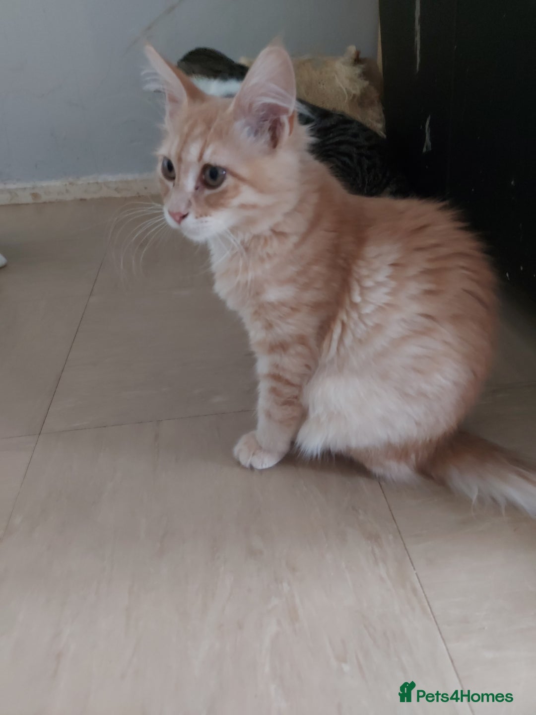Maine Coon cats for sale: Maine coon x sphynx kittens - Image 25