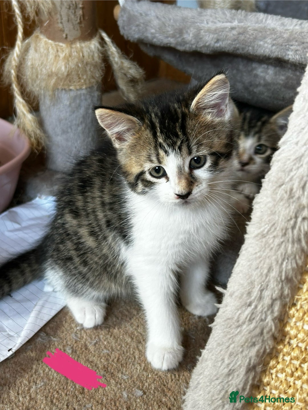 Mixed Breed cats for sale: 5 Mixed Breed Kittens For Sale ! - Image 7