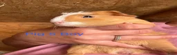 Guinea Pig rodents for sale: Guinea pig babies  in Yeovil - Advert 7