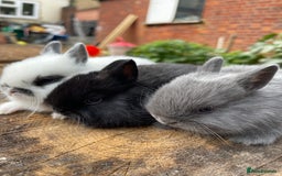 Netherland Dwarf rabbits for sale: Rare Colours Netherland Dwarfs - Image 6