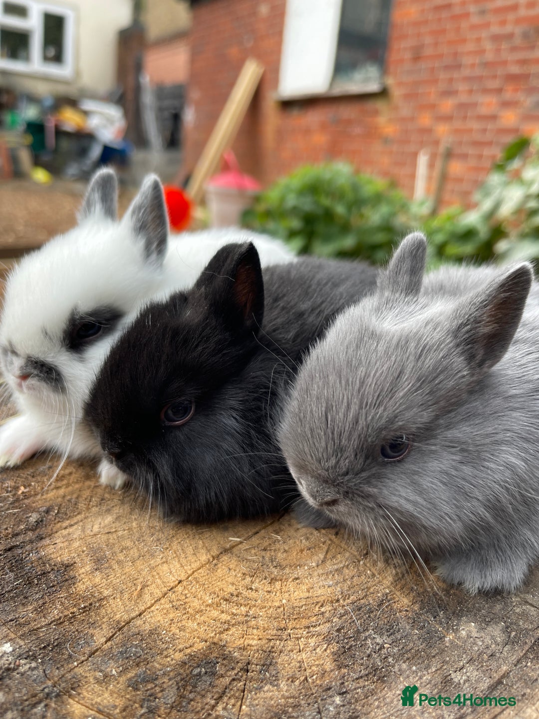 Netherland Dwarf rabbits for sale: Rare Colours Netherland Dwarfs - Image 6