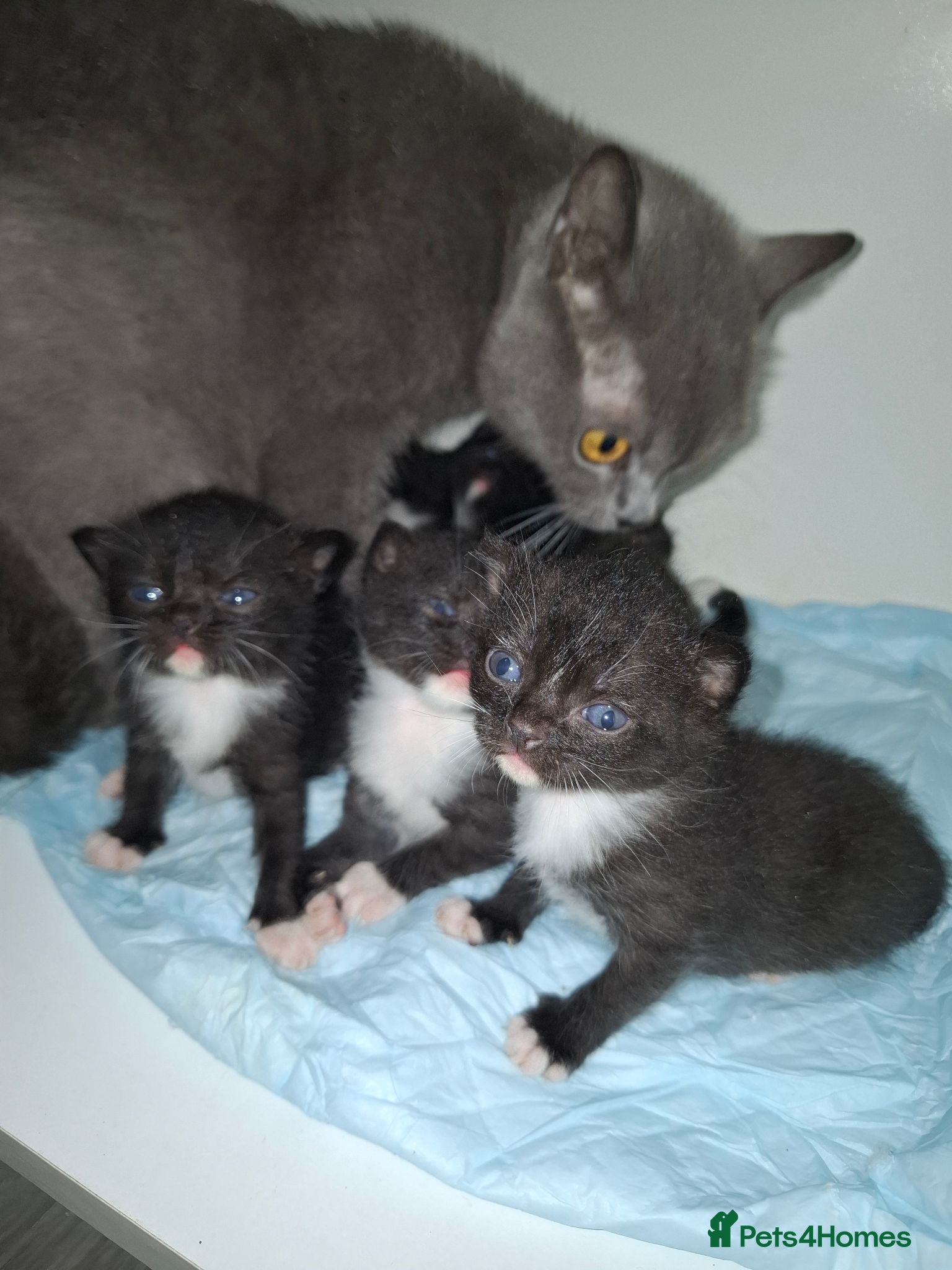 British Shorthair cats British Shorthair blue cross kittens - Advert 3